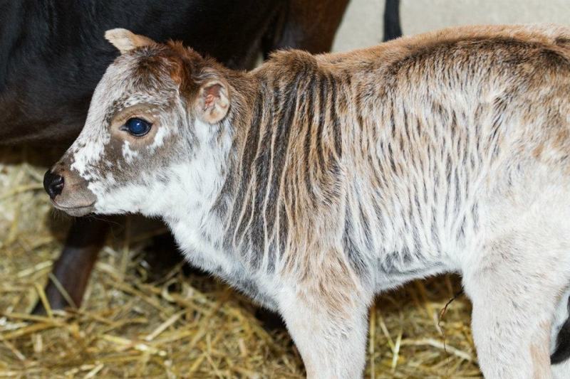 Zebu zakrslý, foto (c) Tomáš Adamec